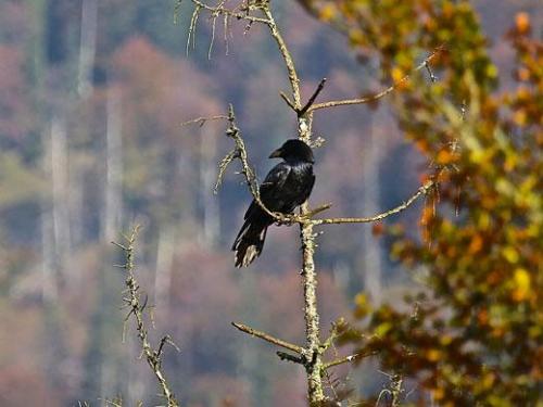  Cognitive biologists now revealed that ravens use a &quot;divide and rule&quot; strategy in dealing with the bonds of conspecifics. Credit: Jorg Massen